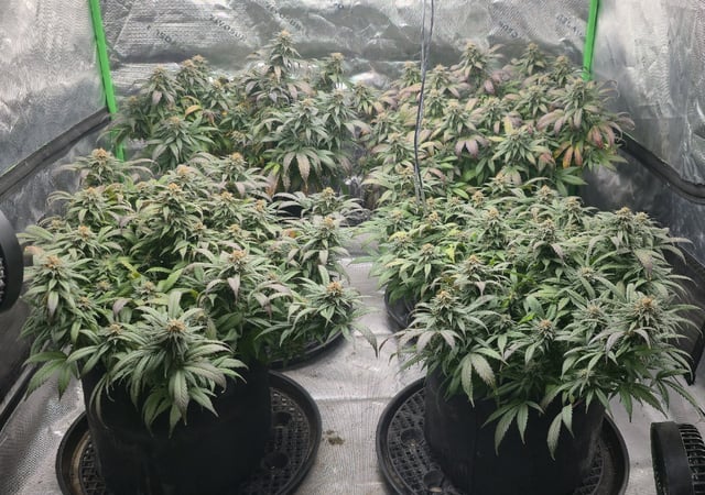 SBJ Clones — flower, day 111