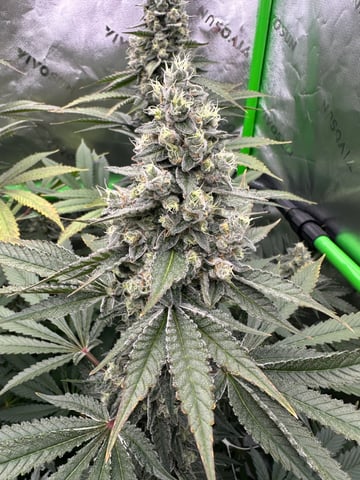 First grow — flower, day 101