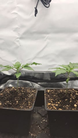 lilac diesel Rbx2 — seedling_rooting, day 18