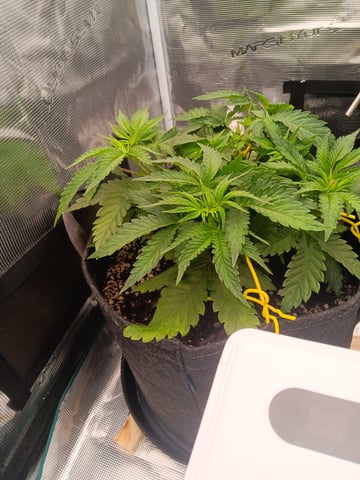 Master Kush — vegetative, day 25
