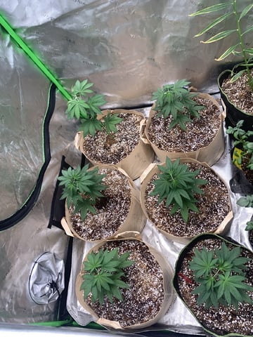 Papaya Frosting  — vegetative, day 35