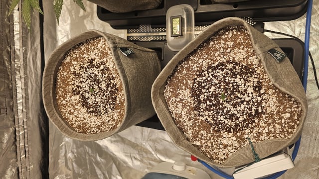 Autos For The Rest Of Winter 🔥🔥😉 — germination, day 6