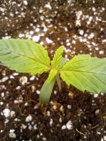 Pineapple Trainwreck  — vegetative, day 11