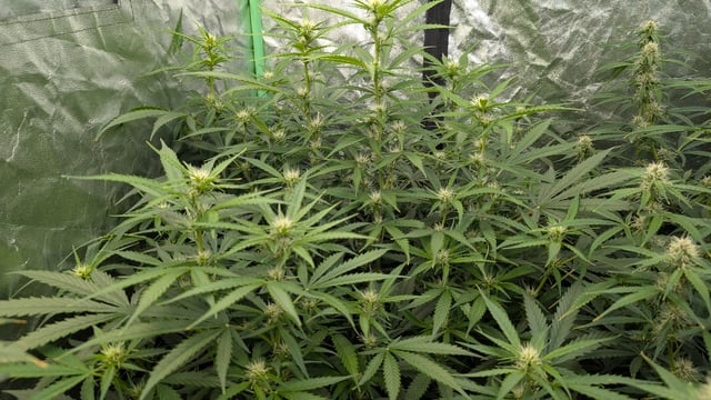 Strawberry Cheesecake Seedsman Seeds Autoflowers x2 — flower, day 59