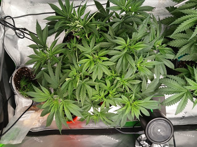 fruity pebbles, cap junky — vegetative, day 50