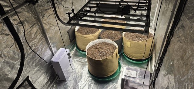 Highly Educated X Lemon Haze — seedling_rooting, day 1