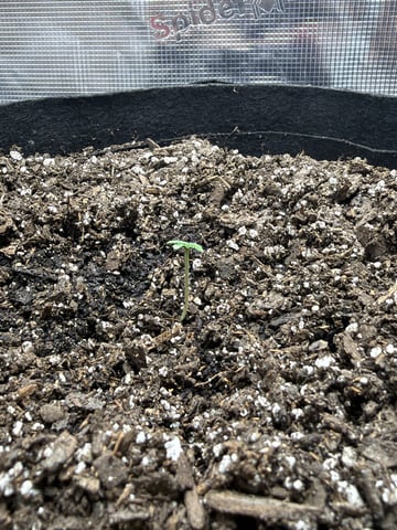 Gorilla Cookies 2nd Try — seedling_rooting, day 9