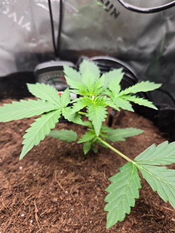 "Wedding Crasher"  Grow#2 — seedling_rooting, day 31