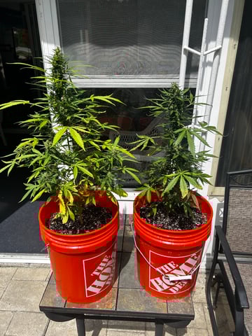 GNOMO Auto  — flower, day 8