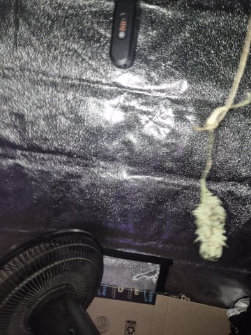 I'll get it right — harvest, day 102