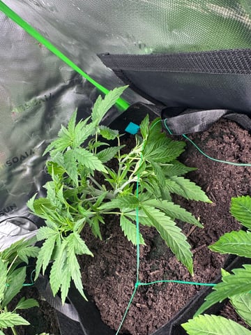 runts — vegetative, day 30