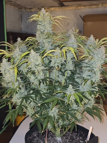 Autos AGAIN — flower, day 91