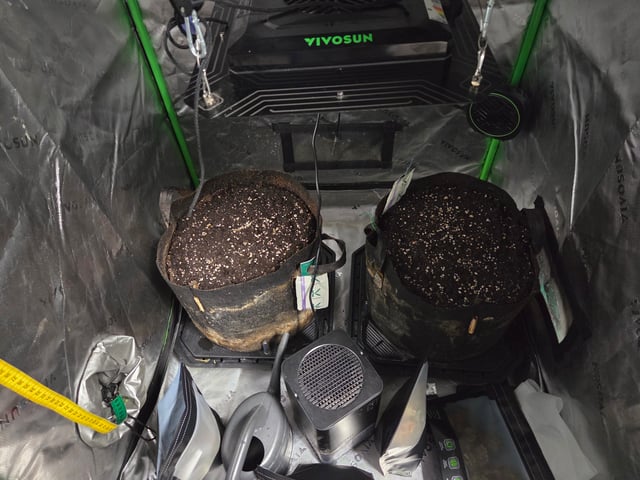 White Widow + Papaya Bomb — grow_setup, day 1