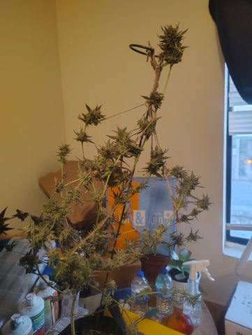 3 in flower — done, day 36