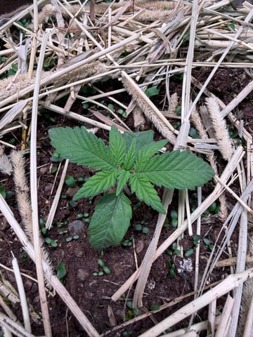 1.75 — vegetative, day 21