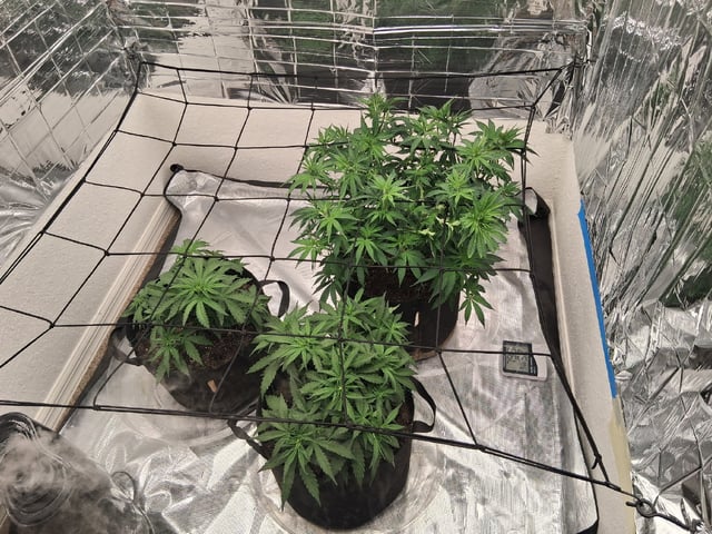 Seedman mix auto & seedman mix auto & GodFather OG — auto, day 45