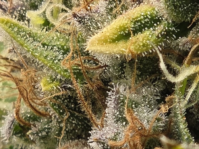 Special Kush#1 and Purple Queen Auto  — flower, day 135