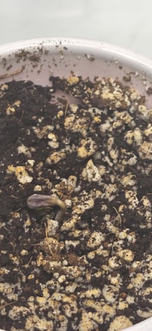 Maple Nectar  — seedling_rooting, day 5