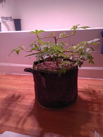 FKAFL — vegetative, day 38