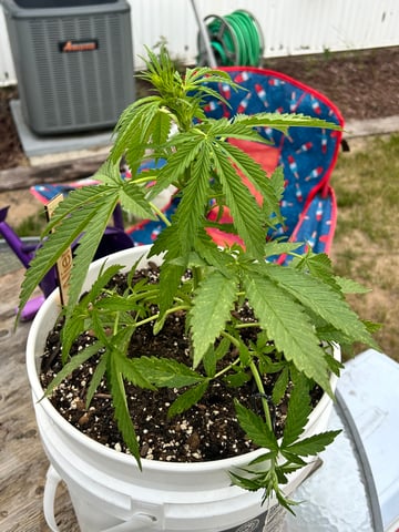 First ever grow — flower, day 49