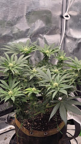 mc nuggets r1 — flower, day 65