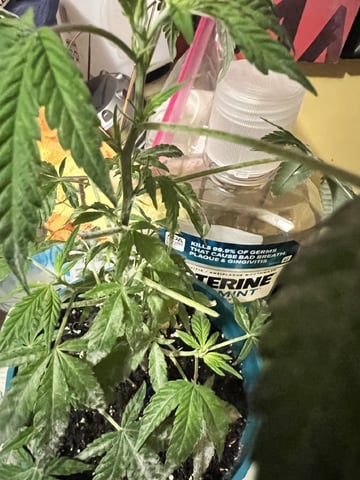 White Widow Auto — flower, day 64