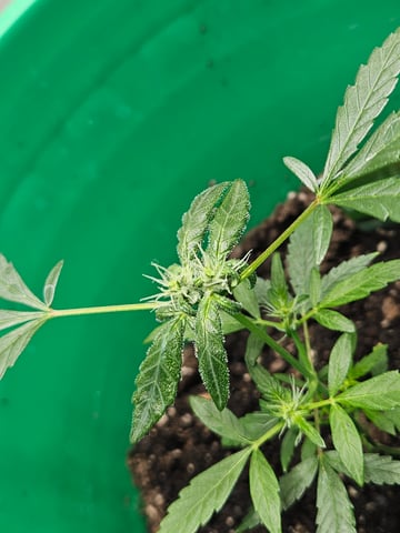 1st plant. Strain: Green Gelato AutoFlower — flower, day 58