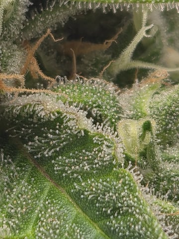 Gorilla  — flower, day 8