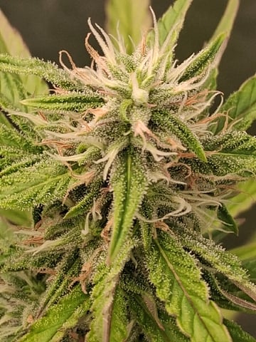 Free Seeds — flower, day 133