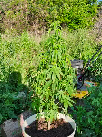 First time for everything  — vegetative, day 1