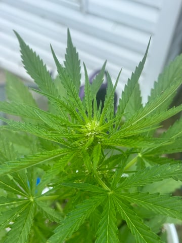First ever grow — flower, day 54
