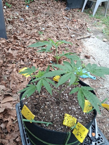 My First Grow — vegetative, day 82