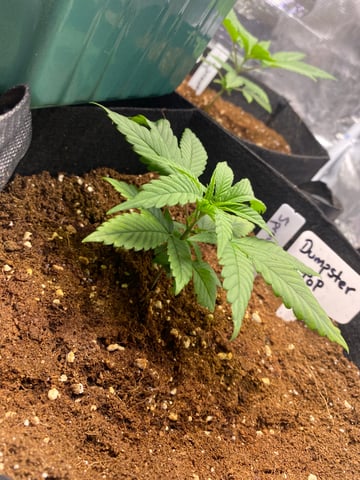 LiLBruh Cannabis — seedling_rooting, day 10