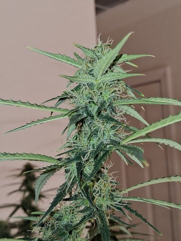 Seedman mix auto & seedman mix auto & GodFather OG — flower, day 82