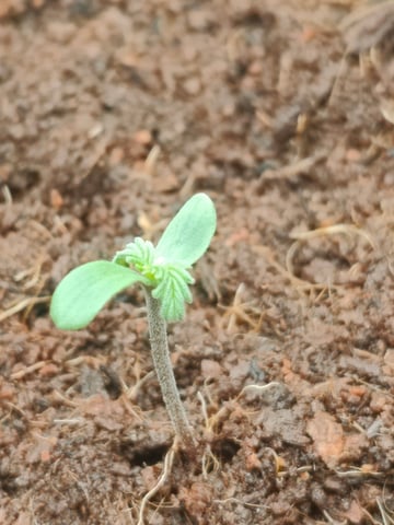 Fast Buds Gorilla Z auto — germination, day 6