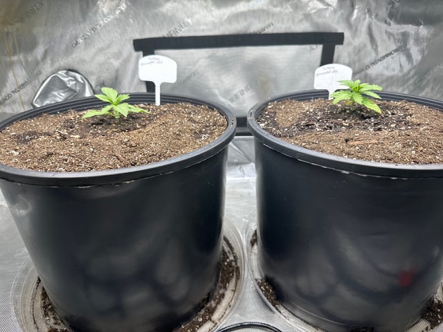 White Russian — vegetative, day 12