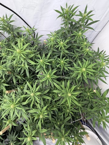 Indoor Grow  — flower, day 161