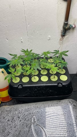 Clones Fat Bastard Clones  — seedling_rooting, day 4