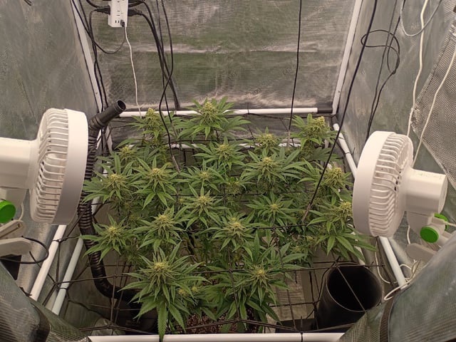 FastBuds Photo-Lemon Mandarin  — flower, day 113