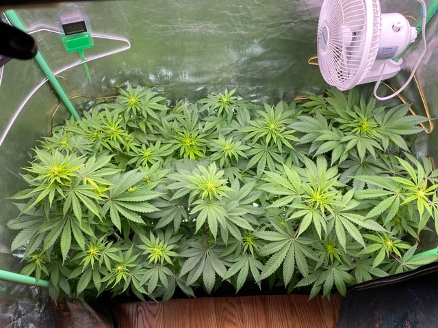 The White X Run Away Bride #3 — flower, day 57