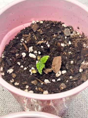 First Ever Grow GT — seedling_rooting, day 5