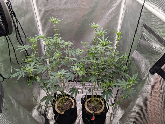 Exotic Genetix Donut Holes & Holiday Special 2025 — flower, day 15