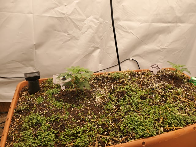 Alien Rock Candy & Grape Deebo — vegetative, day 25