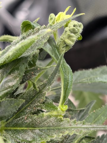 C99 CloneWars! — vegetative, day 4
