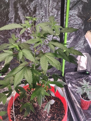 S&D  First Grow — vegetative, day 23