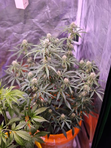 gary poppins — flower, day 68