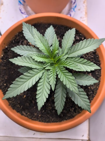 unknown strain 1st grow — vegetative, day 10