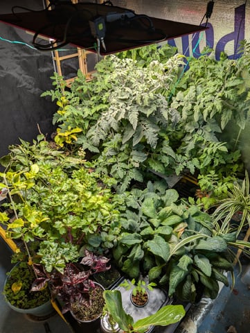 See what grows — vegetative, day 309