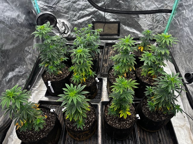Mixed Freebies — vegetative, day 57