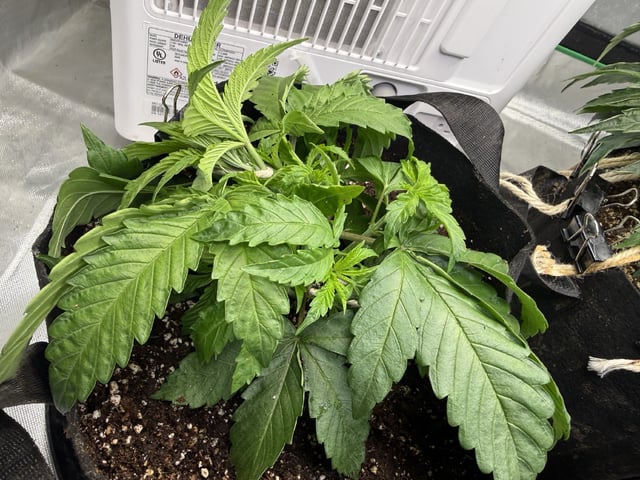 Late Season Start  — vegetative, day 30